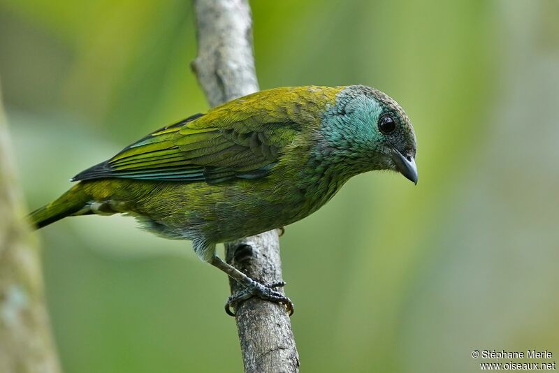 Black-capped Tanager female adult