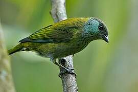 Black-capped Tanager