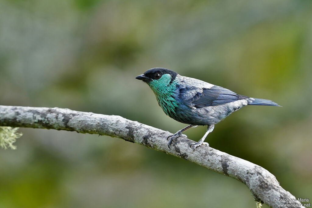 Black-capped Tanager male adult