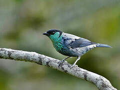 Black-capped Tanager