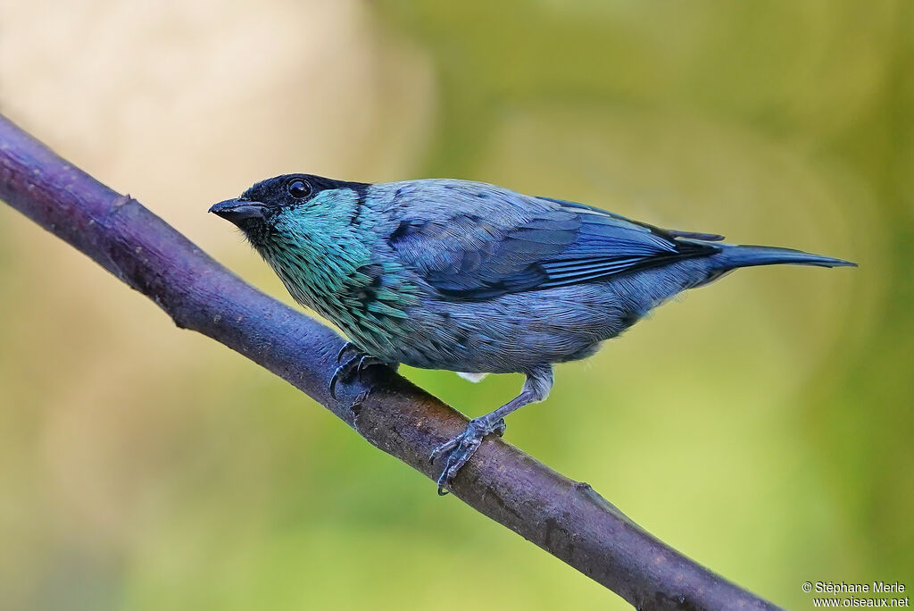 Black-capped Tanager male adult