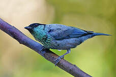 Calliste à calotte noire