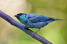 Black-capped Tanager