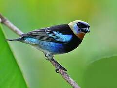 Golden-hooded Tanager