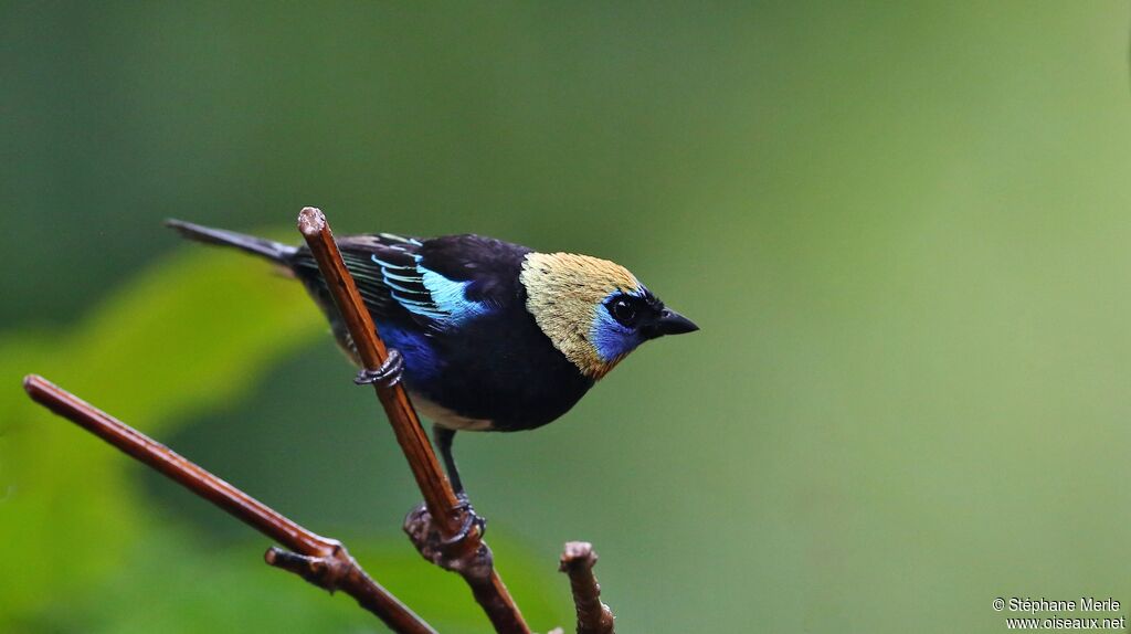 Golden-hooded Tanageradult