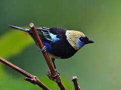 Golden-hooded Tanager