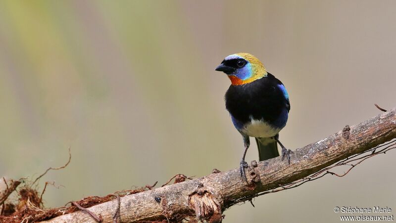 Golden-hooded Tanager male adult