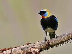 Golden-hooded Tanager