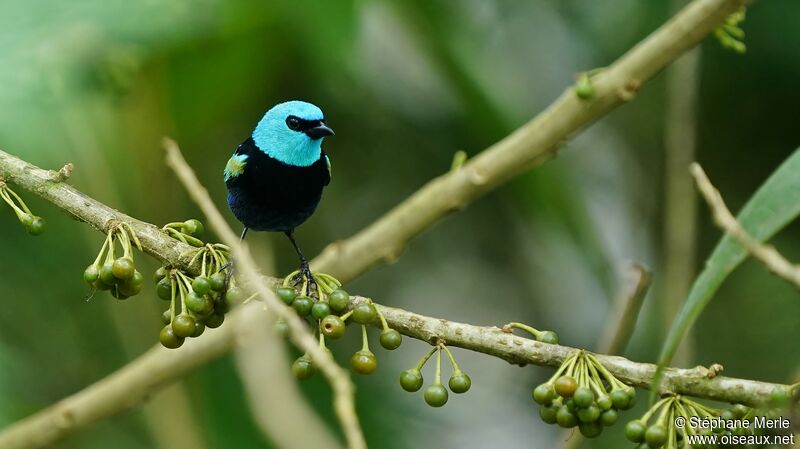 Blue-necked Tanager male adult