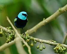 Blue-necked Tanager