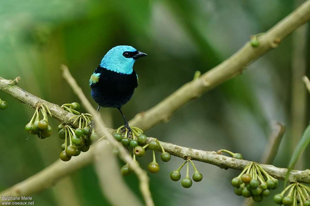 Blue-necked Tanager male adult, pigmentation, feeding habits