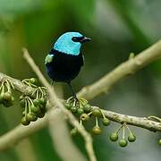 Blue-necked Tanager