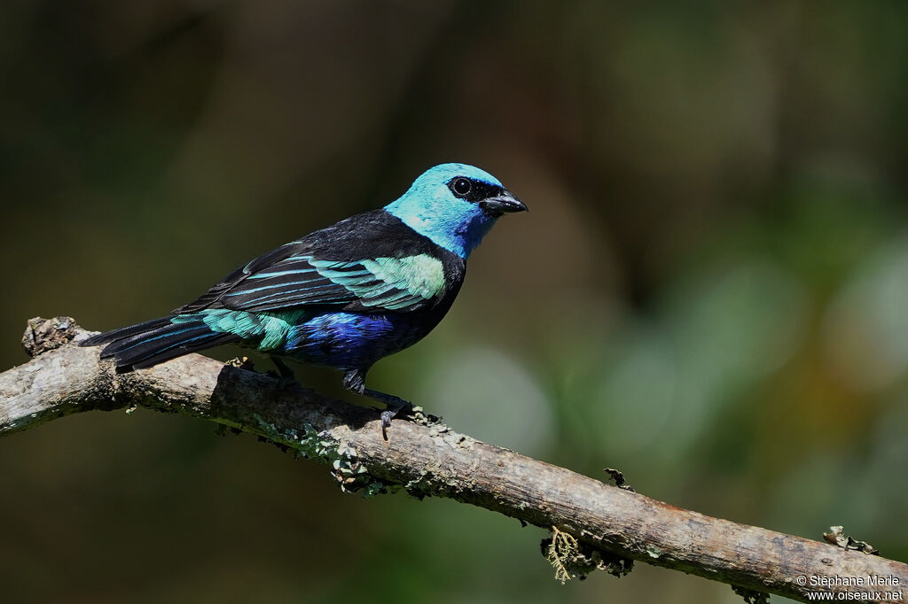 Calliste à cou bleuadulte