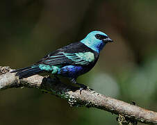 Blue-necked Tanager