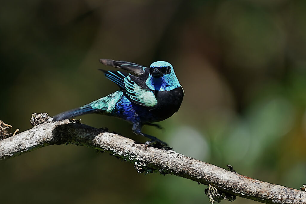 Calliste à cou bleu