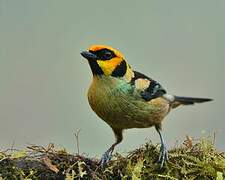 Flame-faced Tanager