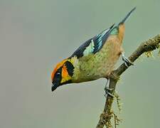 Flame-faced Tanager