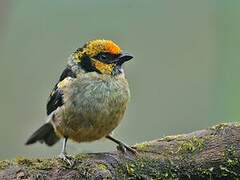 Flame-faced Tanager