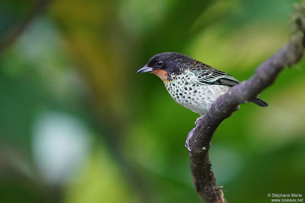 Rufous-throated Tanageradult