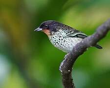 Rufous-throated Tanager