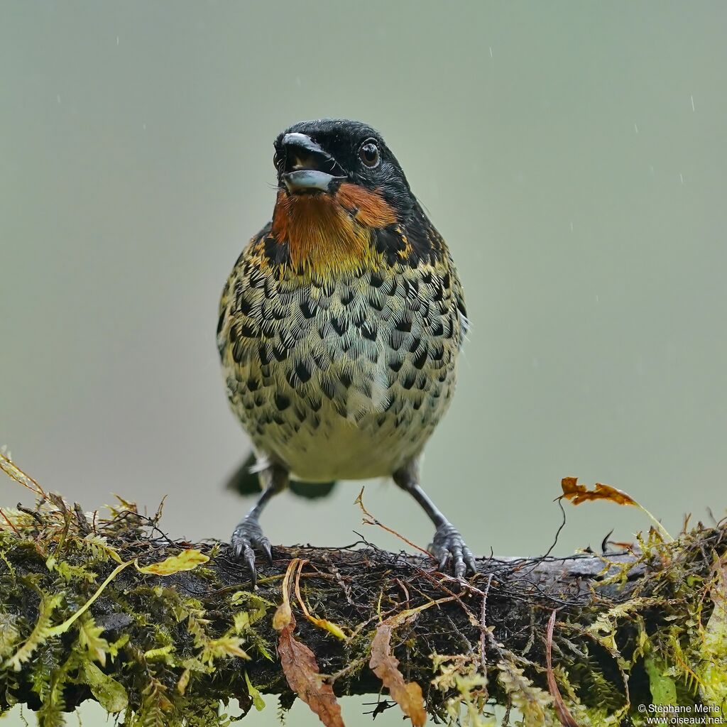 Rufous-throated Tanageradult