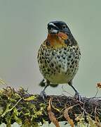 Rufous-throated Tanager