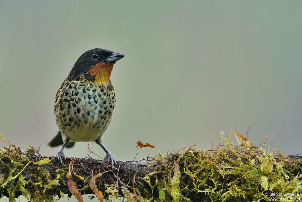 Rufous-throated Tanageradult