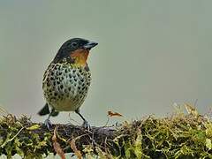 Rufous-throated Tanager