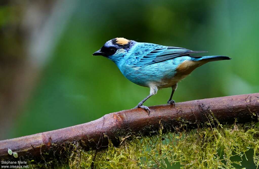 Golden-naped Tanageradult, identification