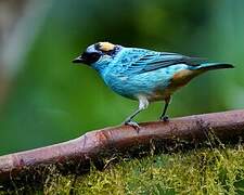 Golden-naped Tanager