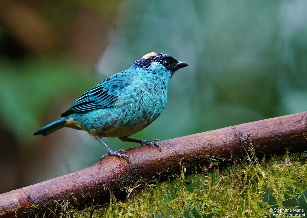 Golden-naped Tanagerimmature