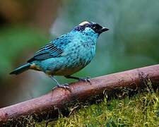 Golden-naped Tanager