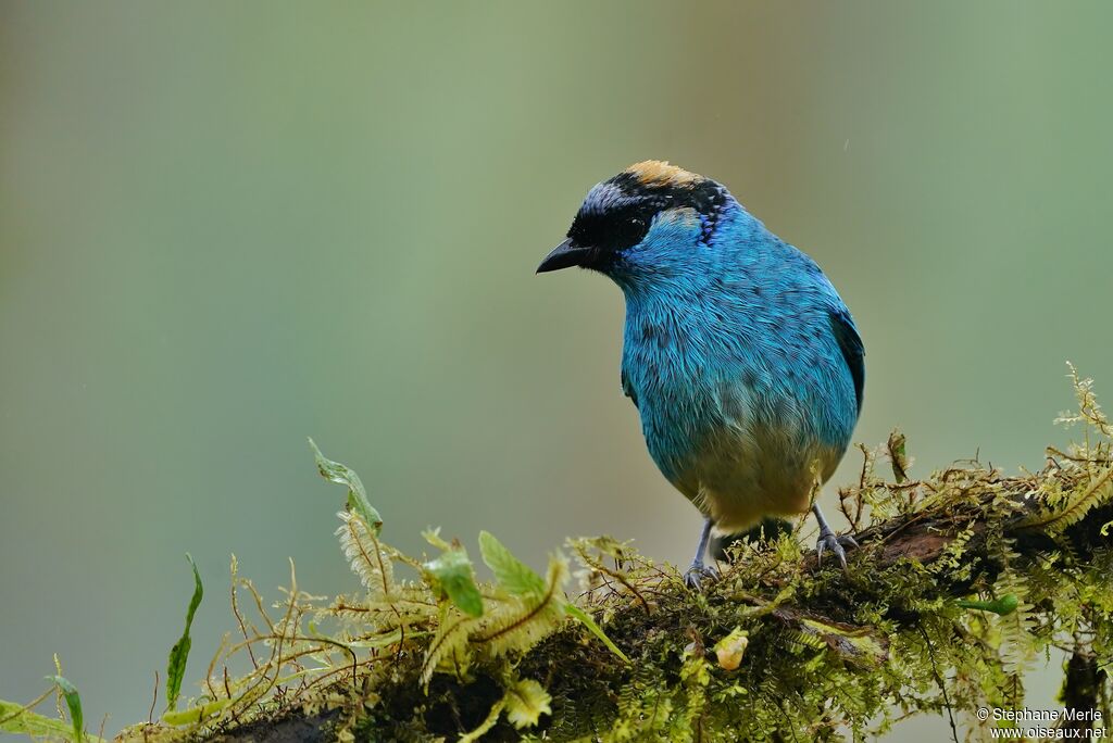 Golden-naped Tanageradult