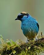 Golden-naped Tanager