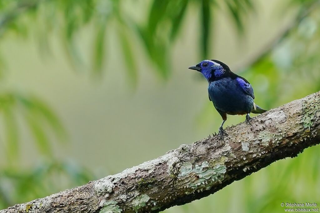 Opal-crowned Tanageradult