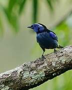 Opal-crowned Tanager