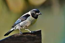 Black-headed Tanager