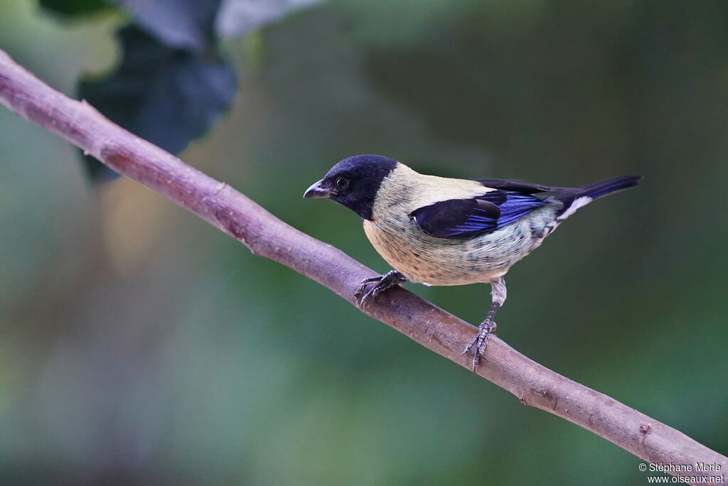 Black-headed Tanageradult