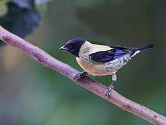 Black-headed Tanager