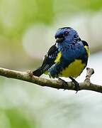 Turquoise Tanager