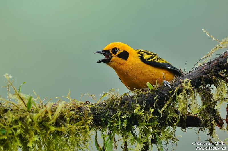Golden Tanager male adult