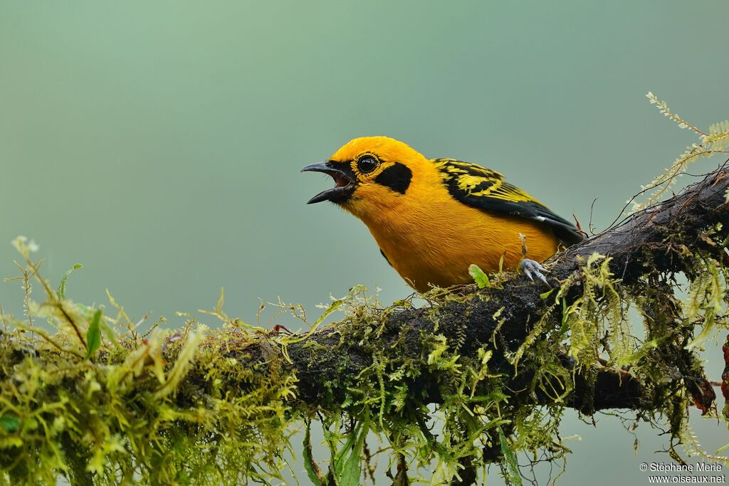 Golden Tanager male adult