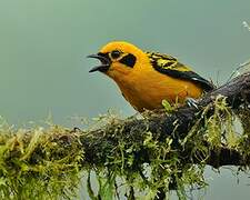 Golden Tanager