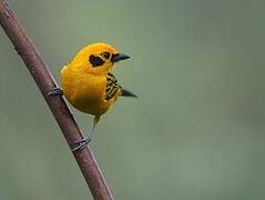 Golden Tanager