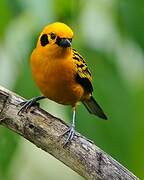 Golden Tanager