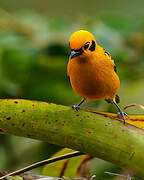 Golden Tanager