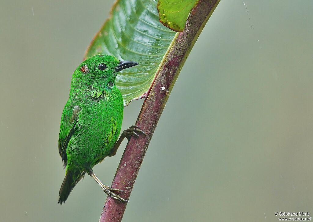 Glistening-green Tanageradult