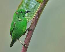 Glistening-green Tanager