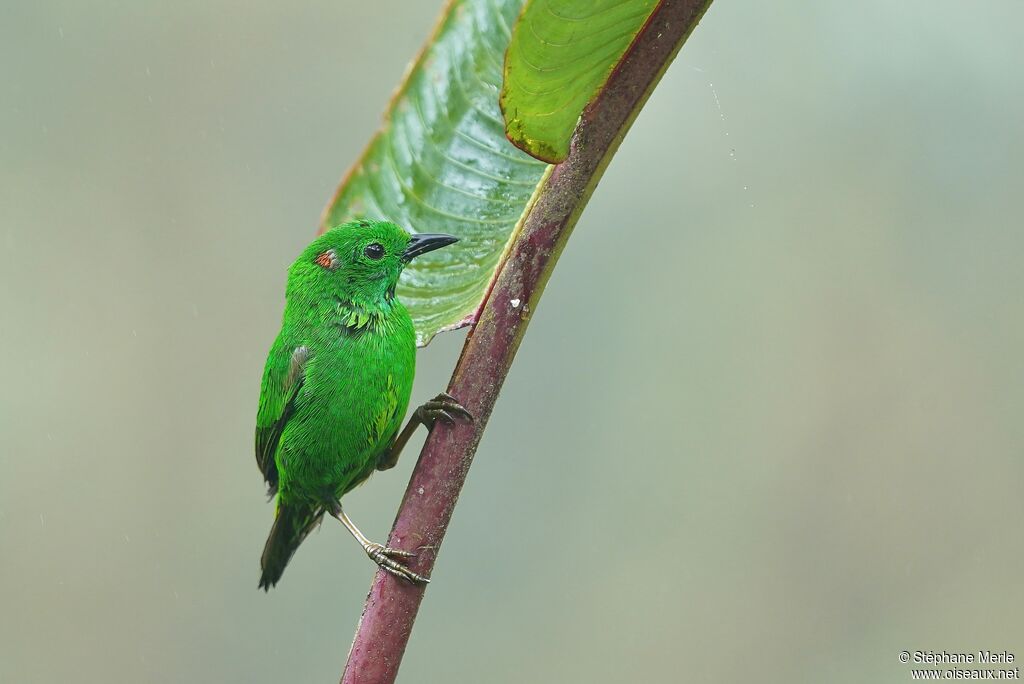 Glistening-green Tanager