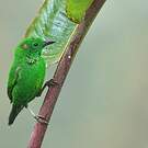 Calliste étincelant